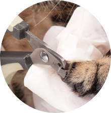 Veterinary Instruments